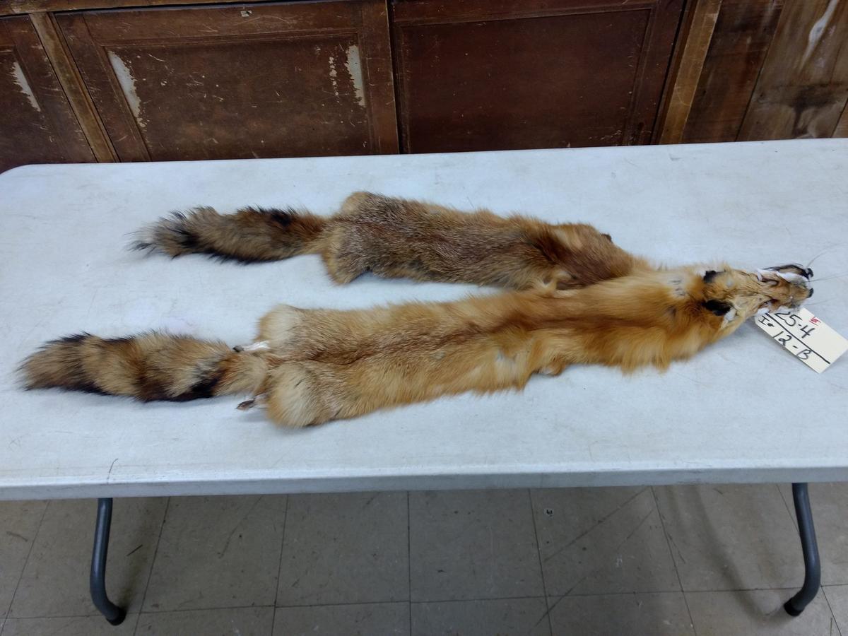 2 Red Fox Soft Tanned Pelts Longest One 47" fresh tan 