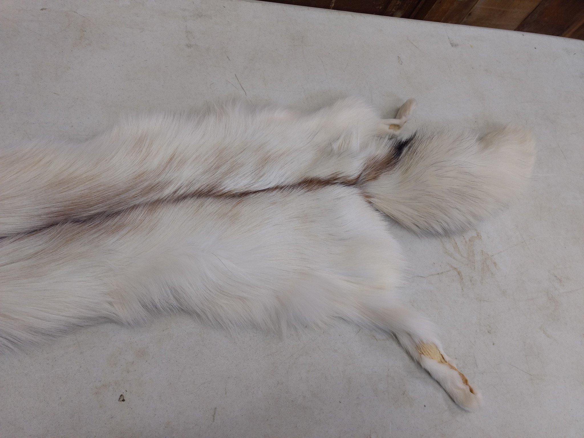 Ranch Red Marble Fox Soft Tanned Pelt 50" long 