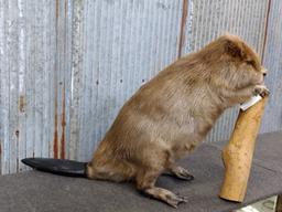 BIG Full Body Mount Beaver Chewing On A Log New Mount