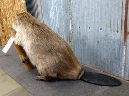 BIG Full Body Mount Beaver Chewing On A Log New Mount