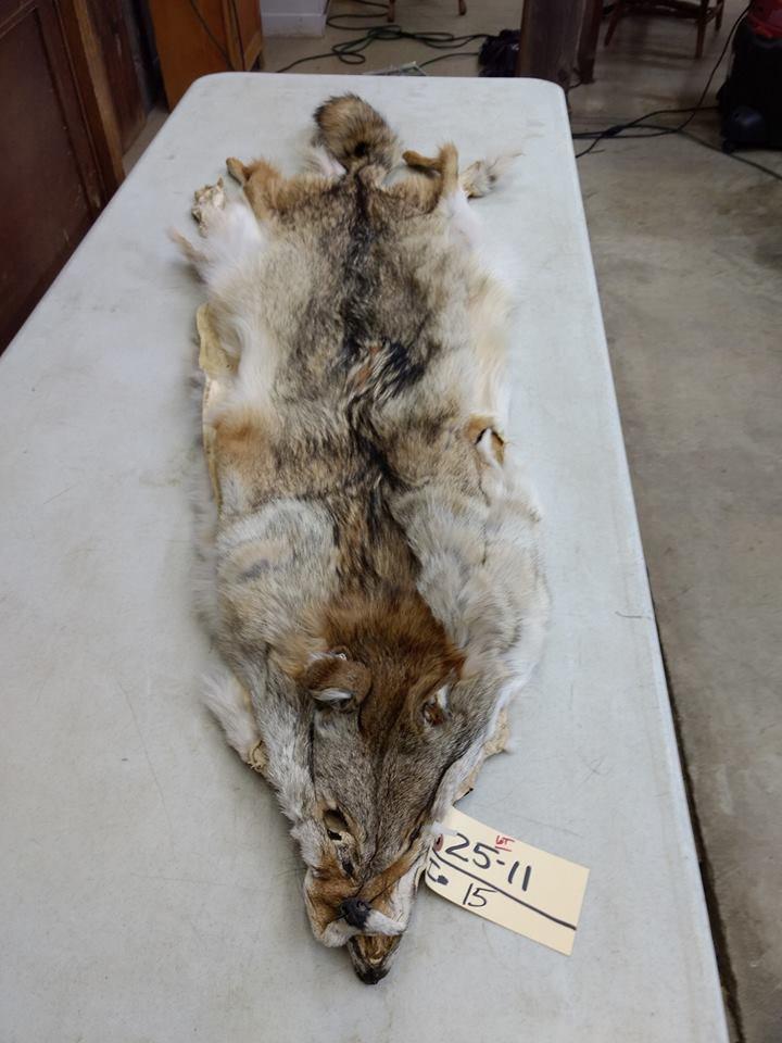 2 Soft Tanned Coyote Pelts 57" long 