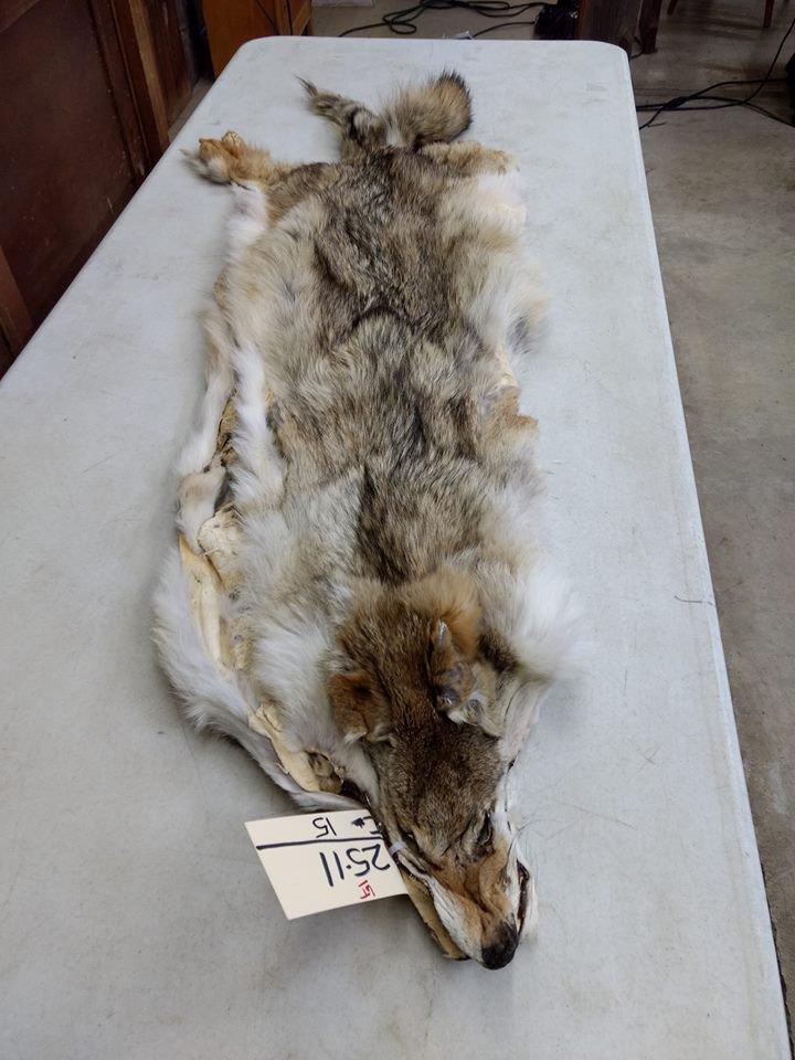 2 Soft Tanned Coyote Pelts 57" long 