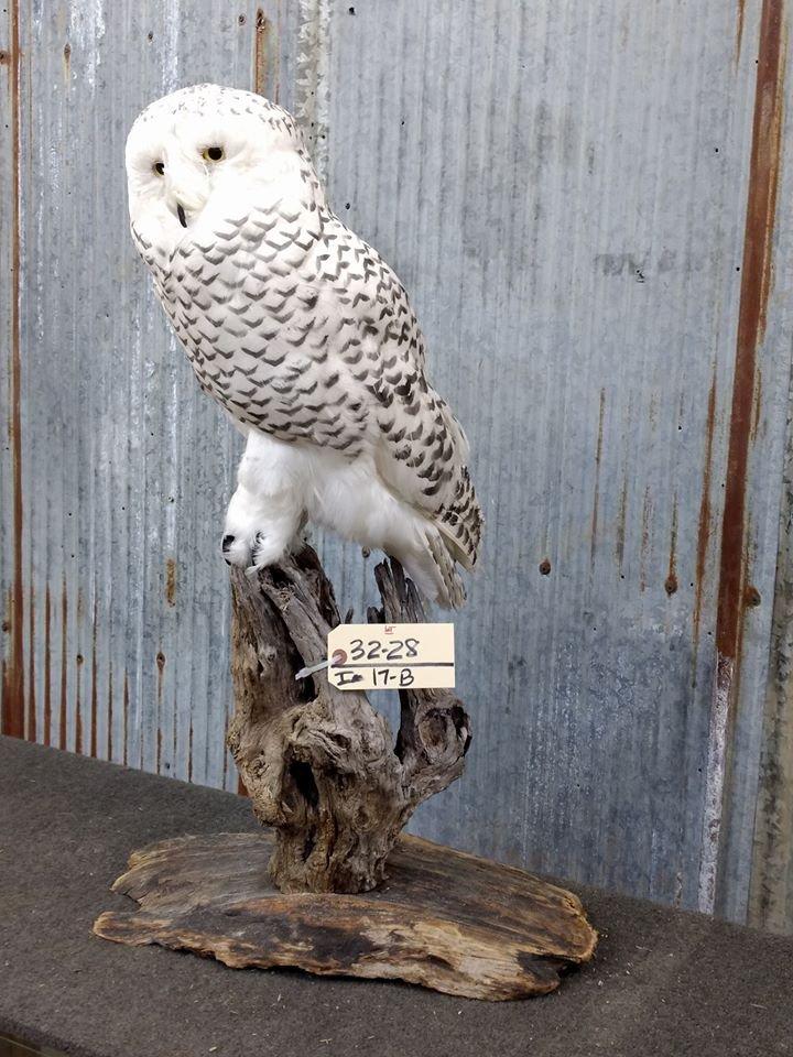 Outstanding REPRODUCTION Snow Owl VERY Realistic Looking Piece