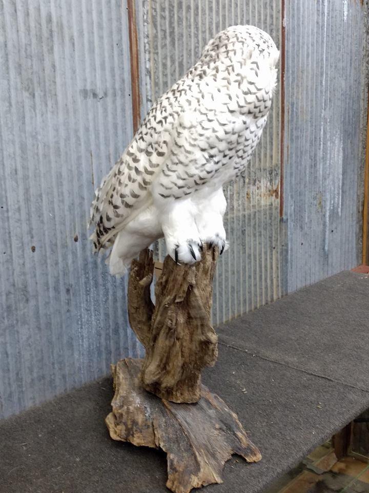 Outstanding REPRODUCTION Snow Owl VERY Realistic Looking Piece