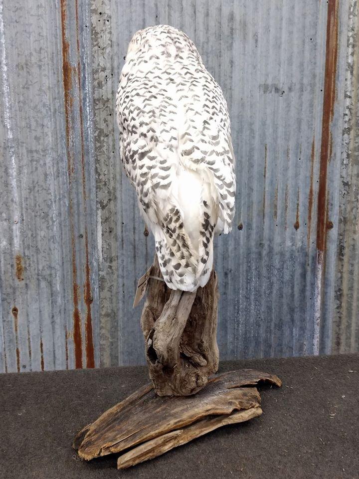 Outstanding REPRODUCTION Snow Owl VERY Realistic Looking Piece