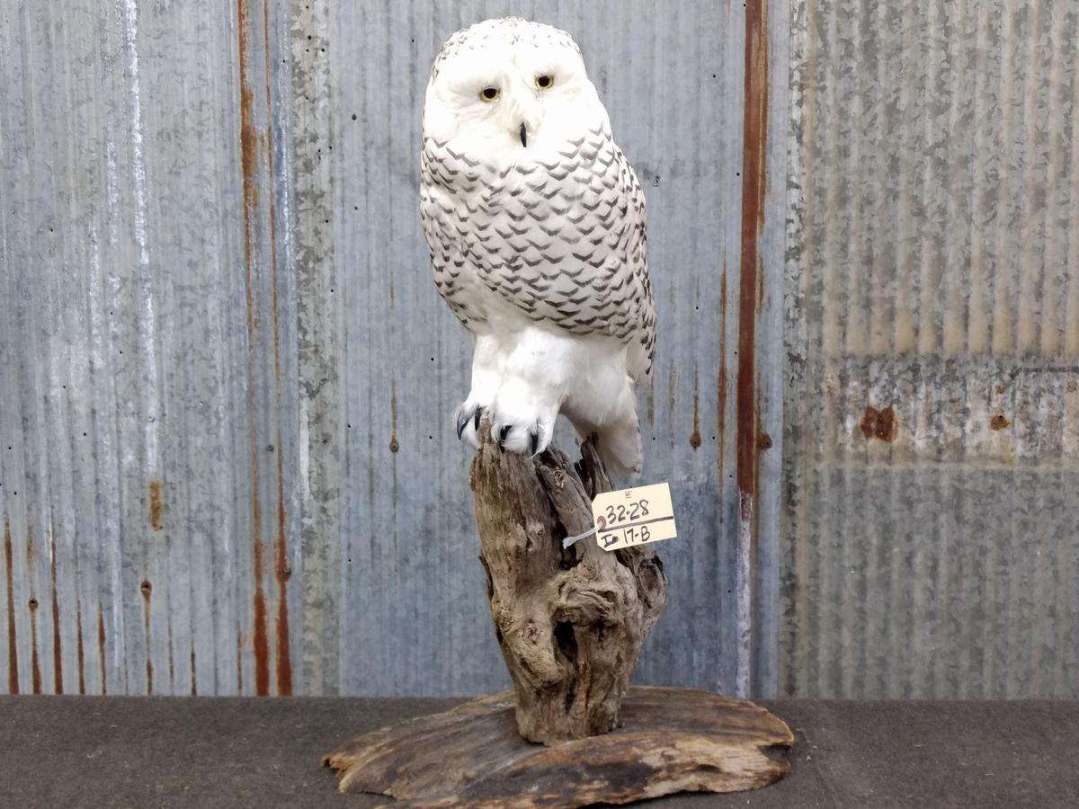 Outstanding REPRODUCTION Snow Owl VERY Realistic Looking Piece