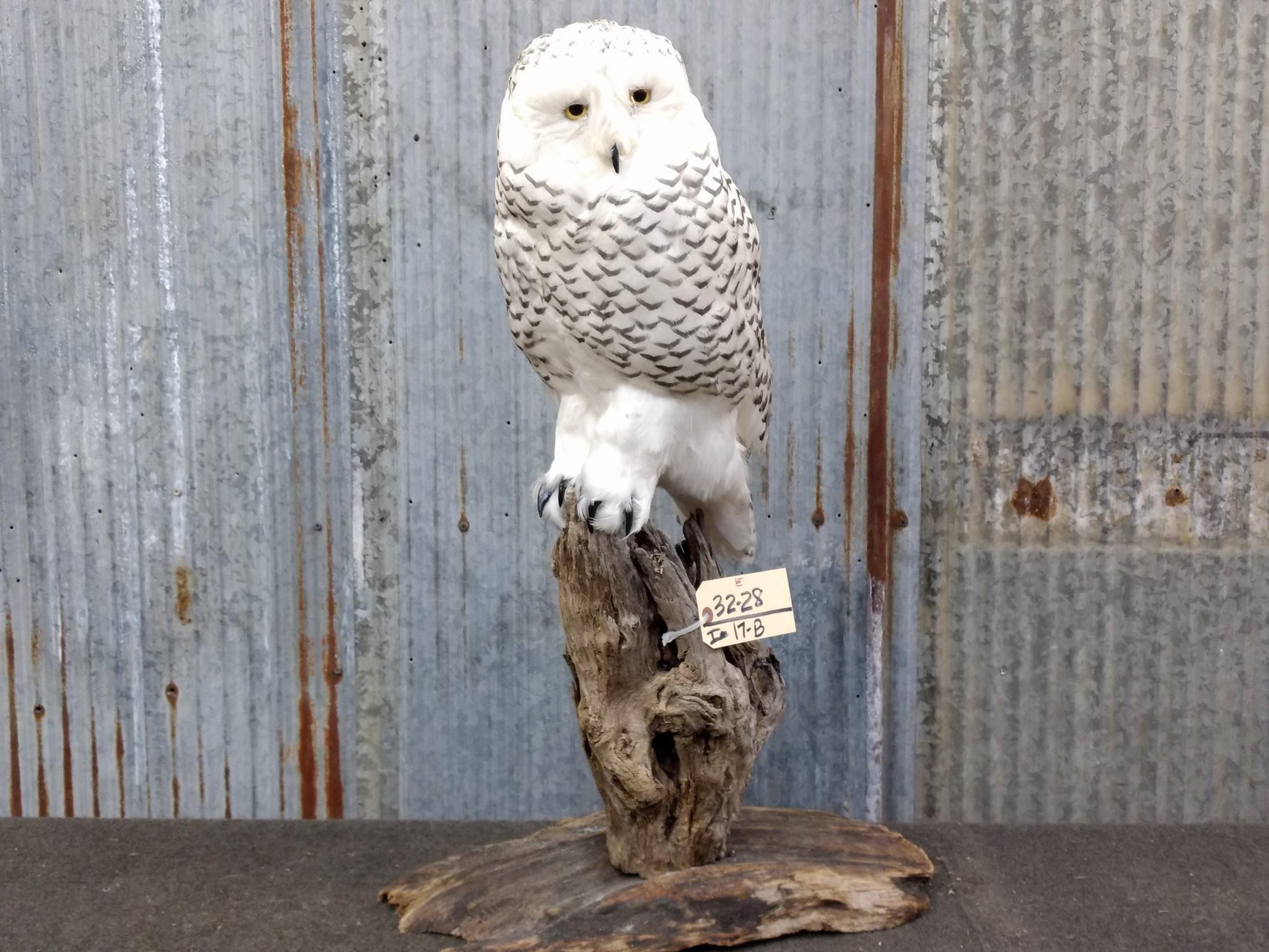 Outstanding REPRODUCTION Snow Owl VERY Realistic Looking Piece