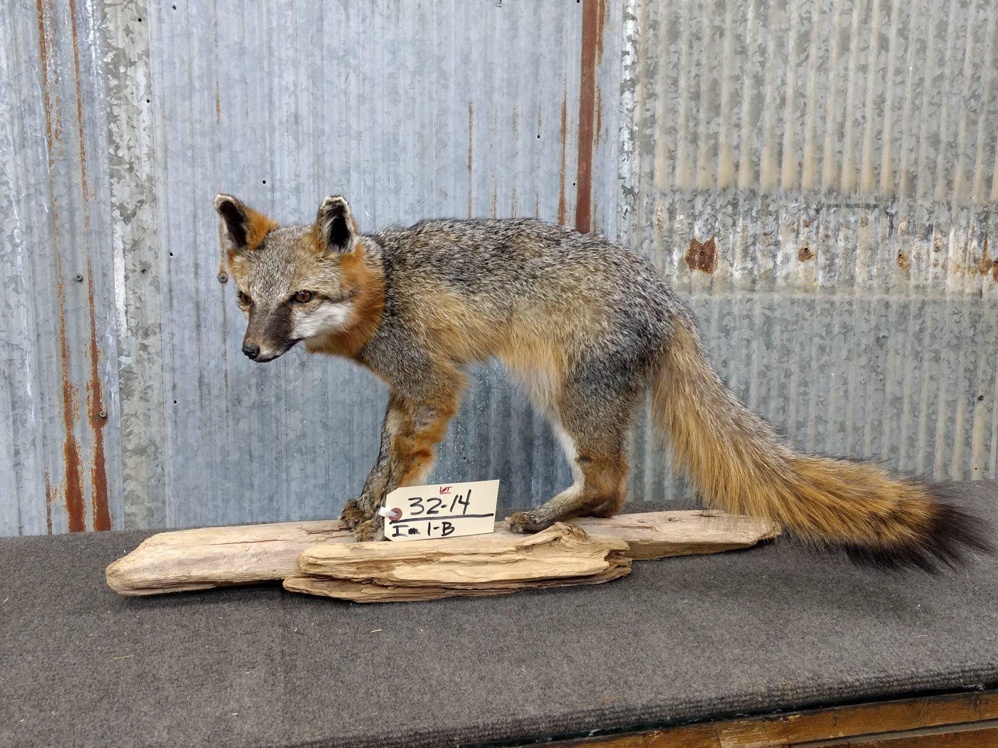 Full Body Mount Grey Fox On Driftwood
