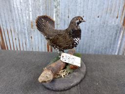 Full Body Mount Spruce Grouse New Mount