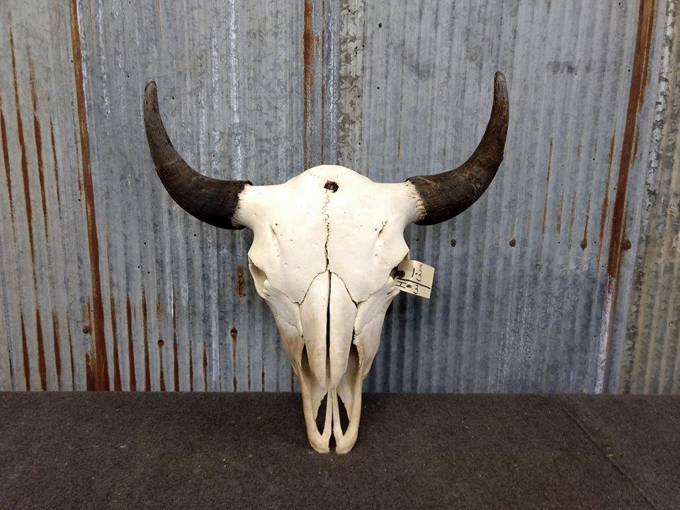 Large Herd Bull Buffalo Skull 25" Horn Spread