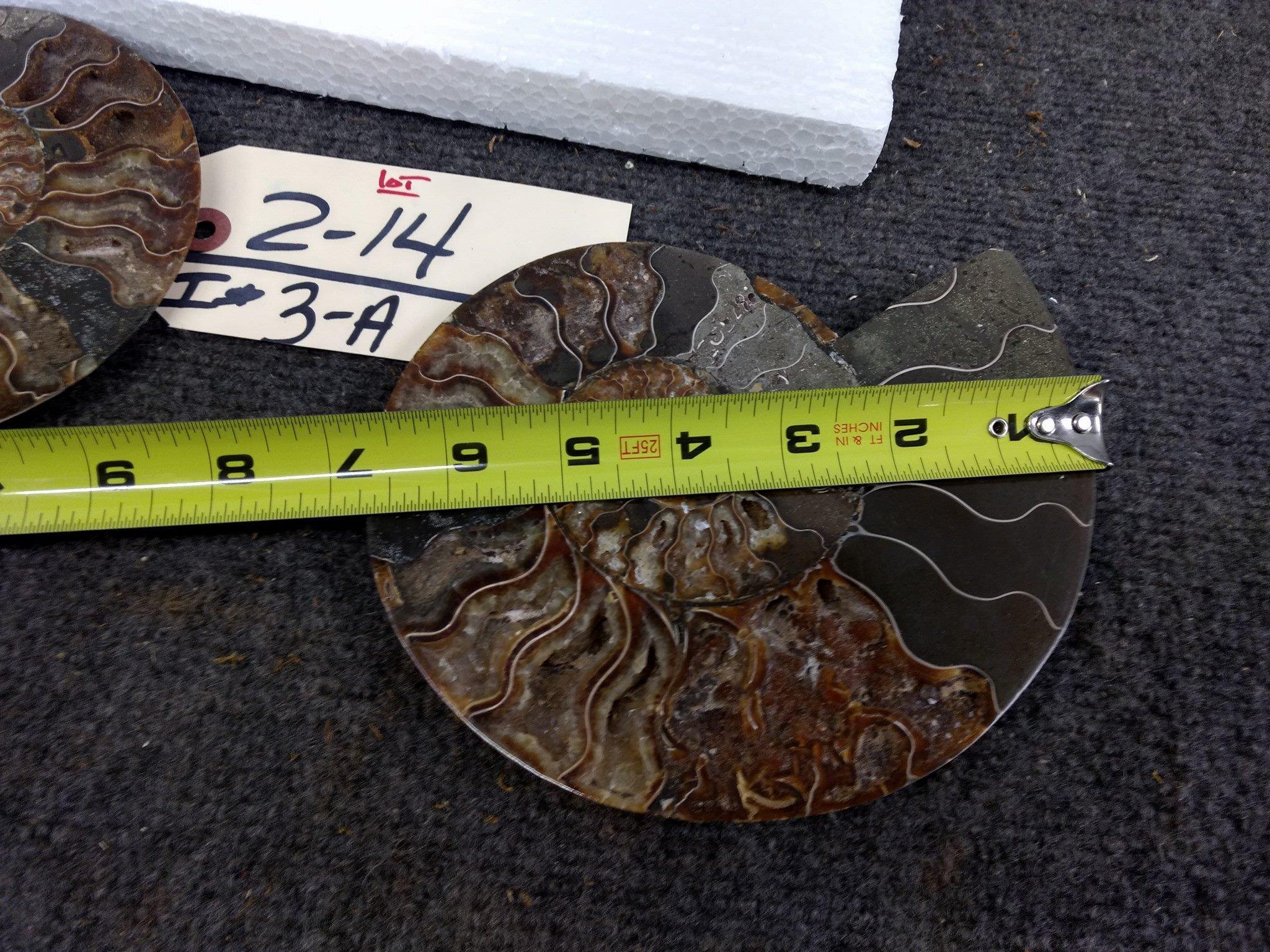 Beautiful Split & Polished Ammonite Fossil With Lots Of Crystallization Both Pieces For One Money 