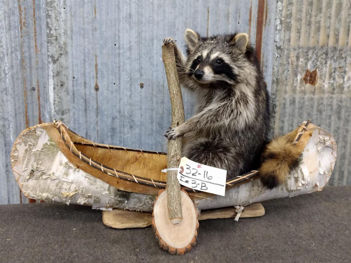 Full Body Mount Raccoon In Native American Crafted Birch Bark Canoe