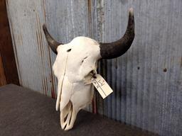 Large Herd Bull Buffalo Skull 25" Horn Spread