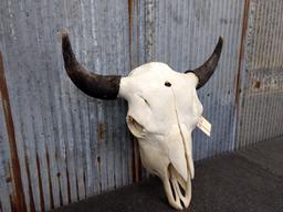 Large Herd Bull Buffalo Skull 25" Horn Spread