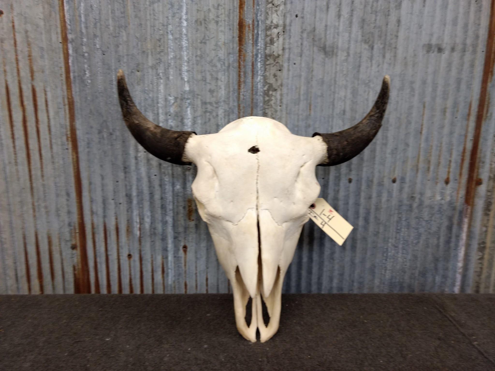 Large Herd Bull Buffalo Skull 25" Horn Spread
