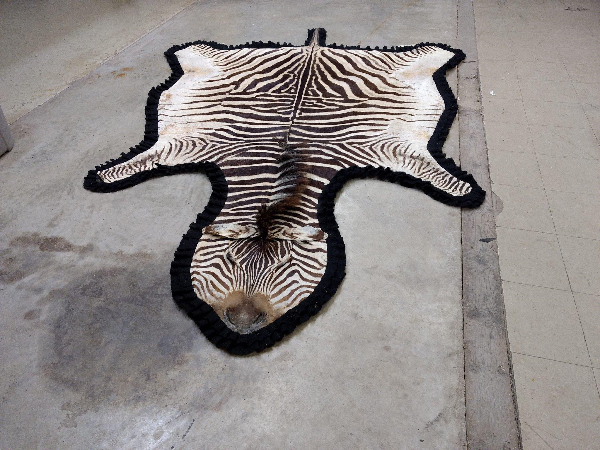 Beautiful African Zebra Rug Triple Felt Backing Excellent Markings Nice Clean Rug  
