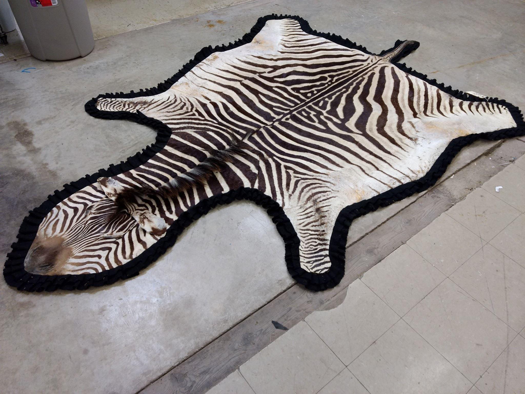 Beautiful African Zebra Rug Triple Felt Backing Excellent Markings Nice Clean Rug  