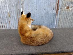 Full Body Mount Red Fox Laying Down New Mount