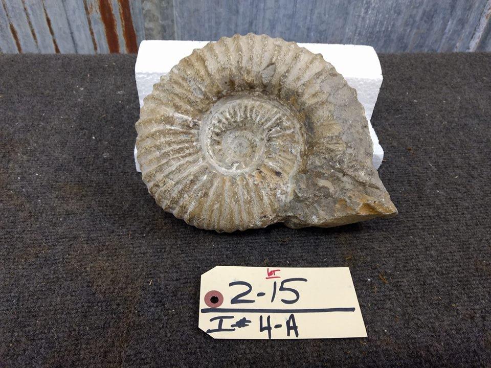 Large Ammonite Fossil Unsplit In Natural State Over 200 MILLION Years old