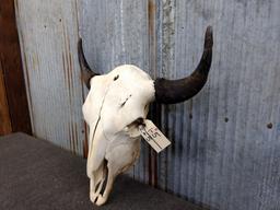 Large Herd Bull Buffalo Skull 25 1/2" Horn Spread