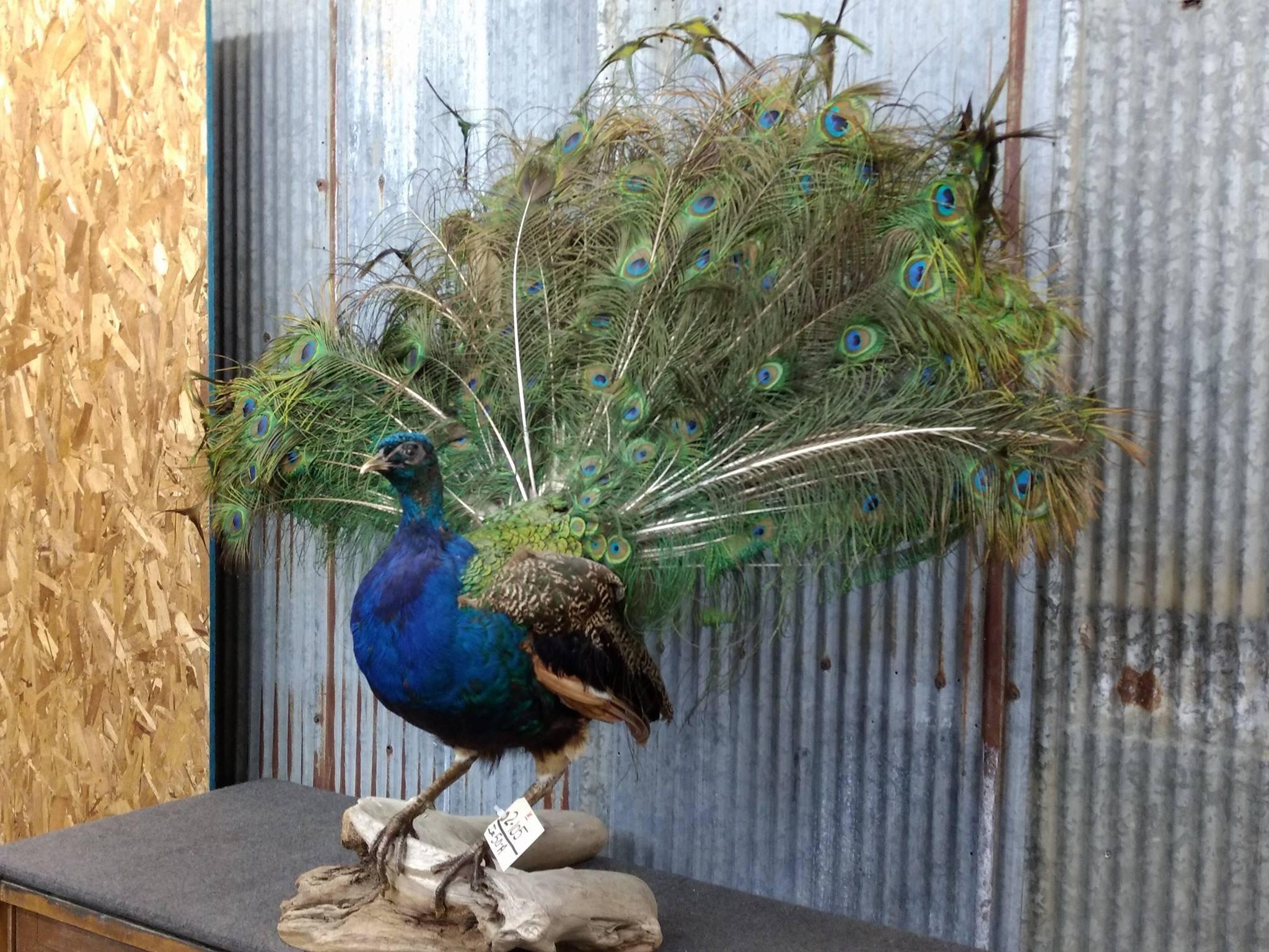 Full Body Mount Peacock On Driftwood Base Overall dimensions 48" tall X 53" wide X 27" deep 
