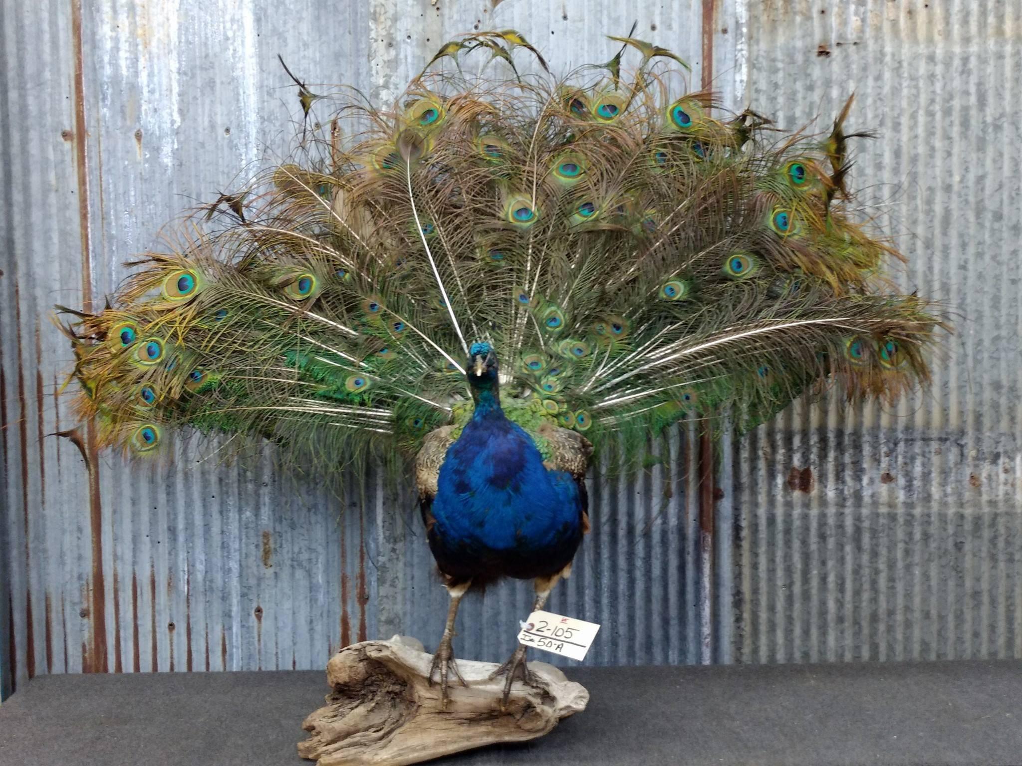 Full Body Mount Peacock On Driftwood Base Overall dimensions 48" tall X 53" wide X 27" deep 