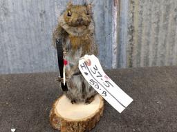 Full Body Mount Squirrel Bow Hunting New Mount 10" tall