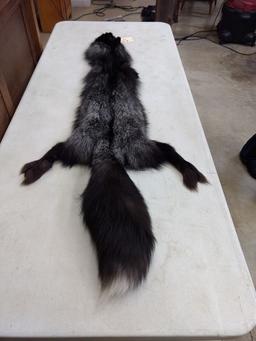 Silver Fox Soft Tanned Pelt Huge Bushy Tail 59" long 