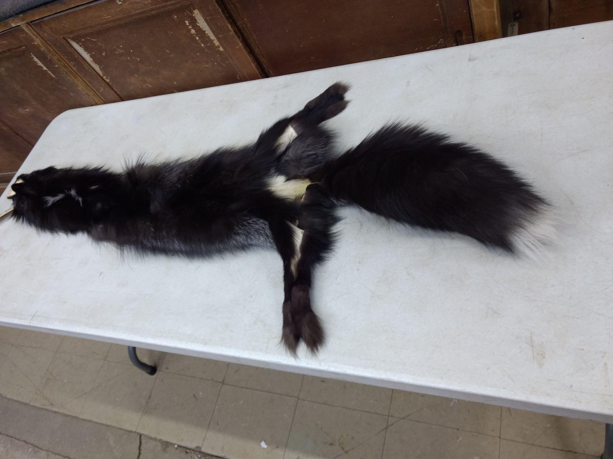 Silver Fox Soft Tanned Pelt Huge Bushy Tail 59" long 