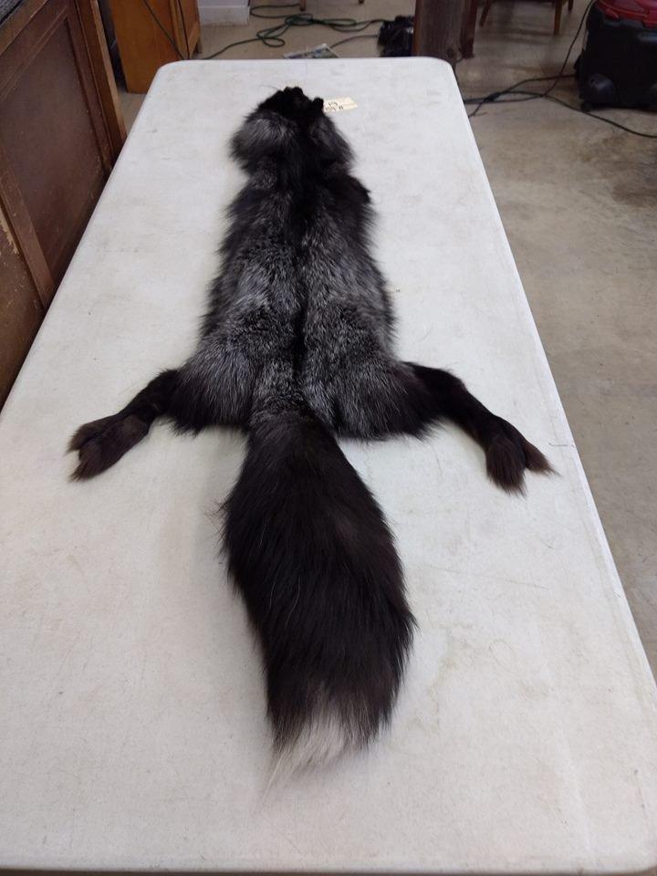 Silver Fox Soft Tanned Pelt Huge Bushy Tail 59" long 