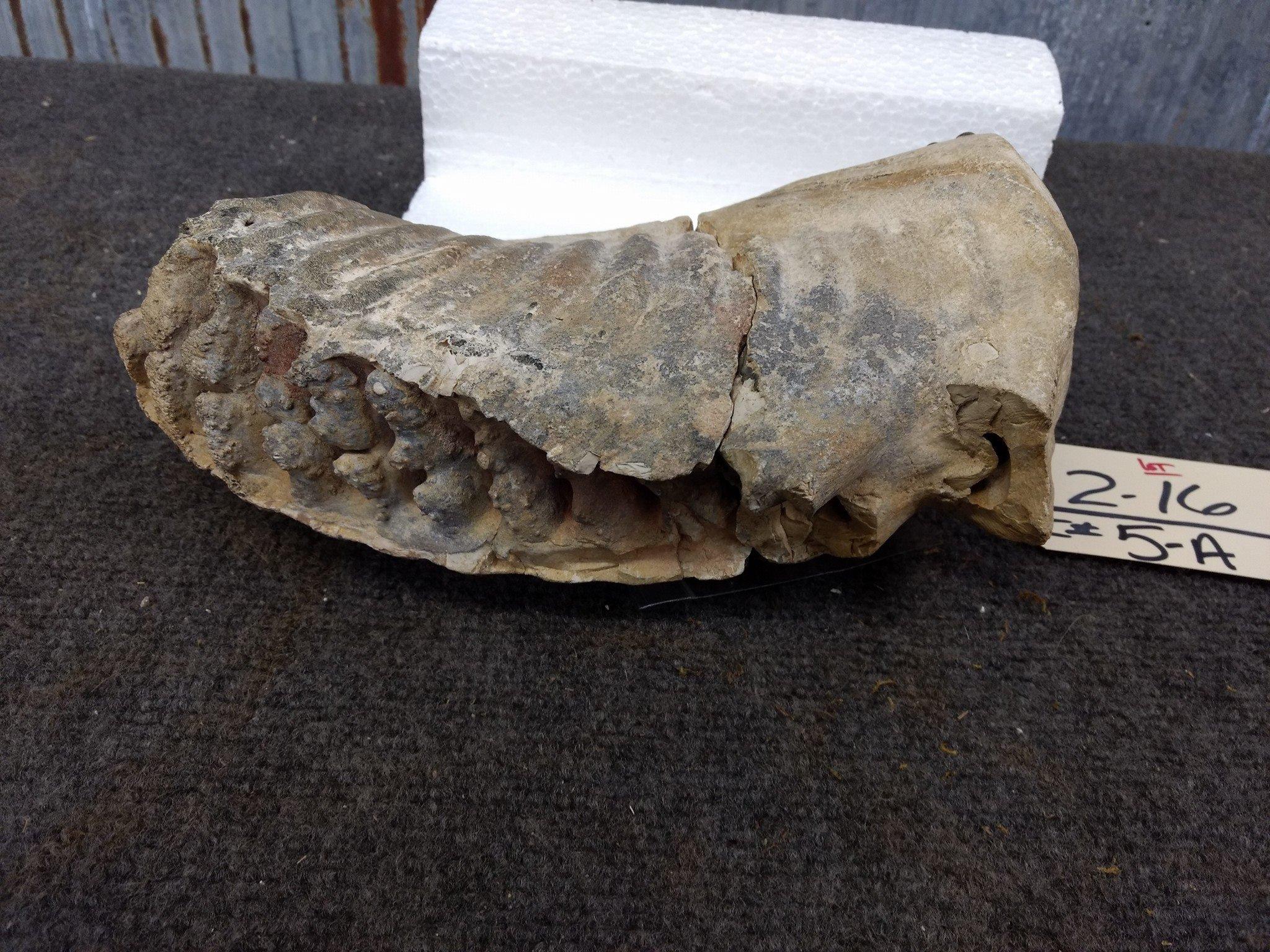 Large Columbian Woolly Mammoth Molar Pliocene Period Bone Valley Sediments Florida Has been Repaired
