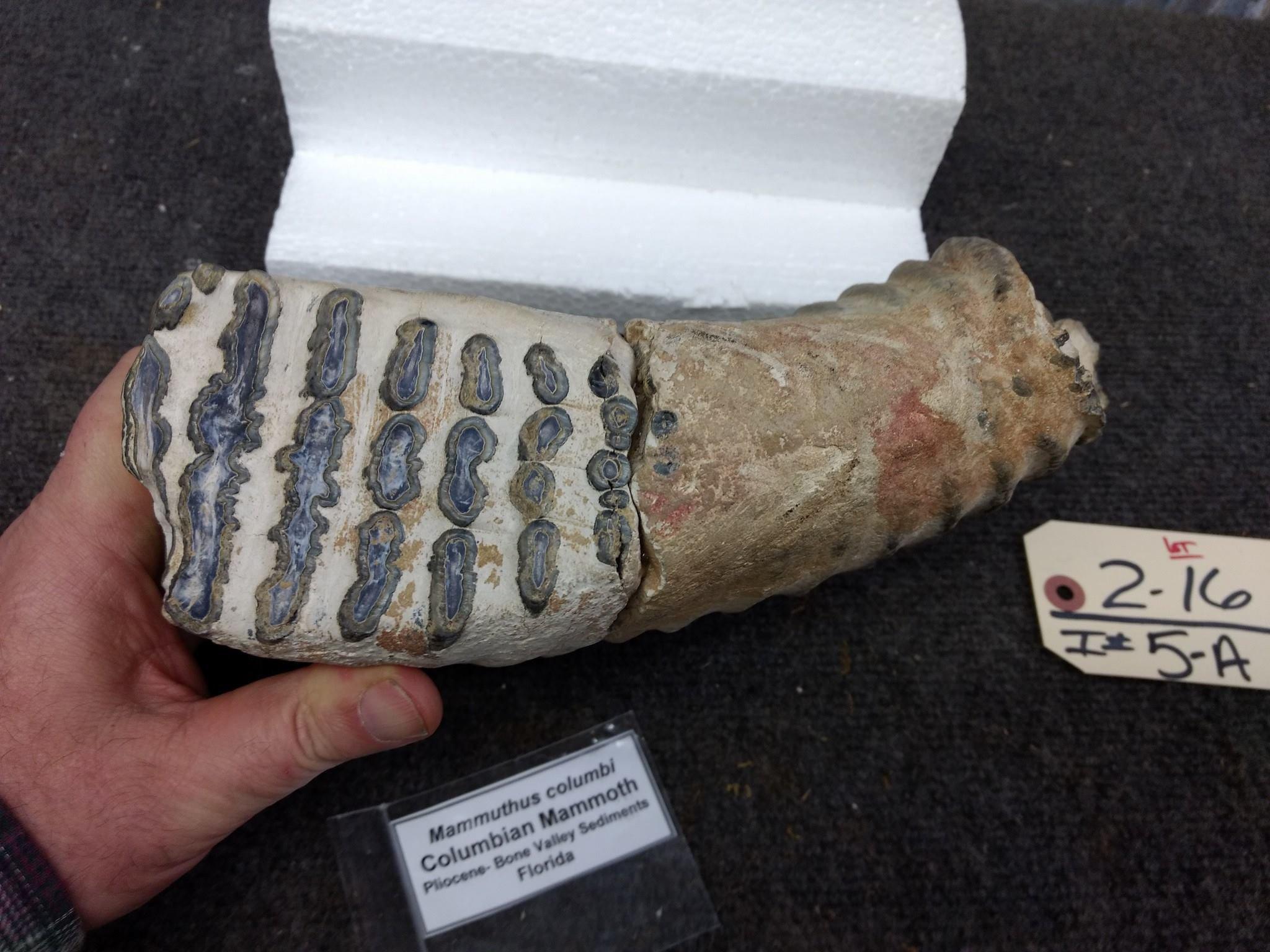 Large Columbian Woolly Mammoth Molar Pliocene Period Bone Valley Sediments Florida Has been Repaired