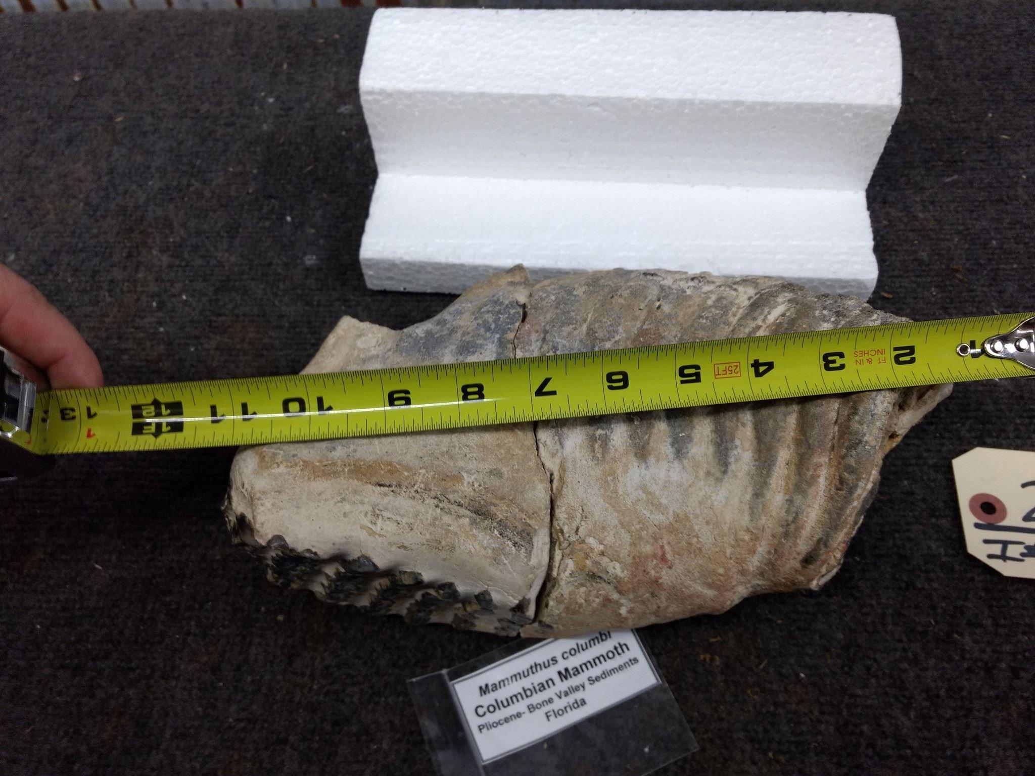 Large Columbian Woolly Mammoth Molar Pliocene Period Bone Valley Sediments Florida Has been Repaired