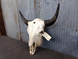 Large Herd Bull Buffalo Skull 26" Horn Spread