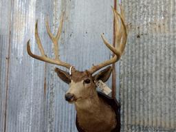 191" Shoulder Mount Mule Deer Harvested In 1959 Vintage Mount We will remove the antler for shipping