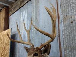 191" Shoulder Mount Mule Deer Harvested In 1959 Vintage Mount We will remove the antler for shipping