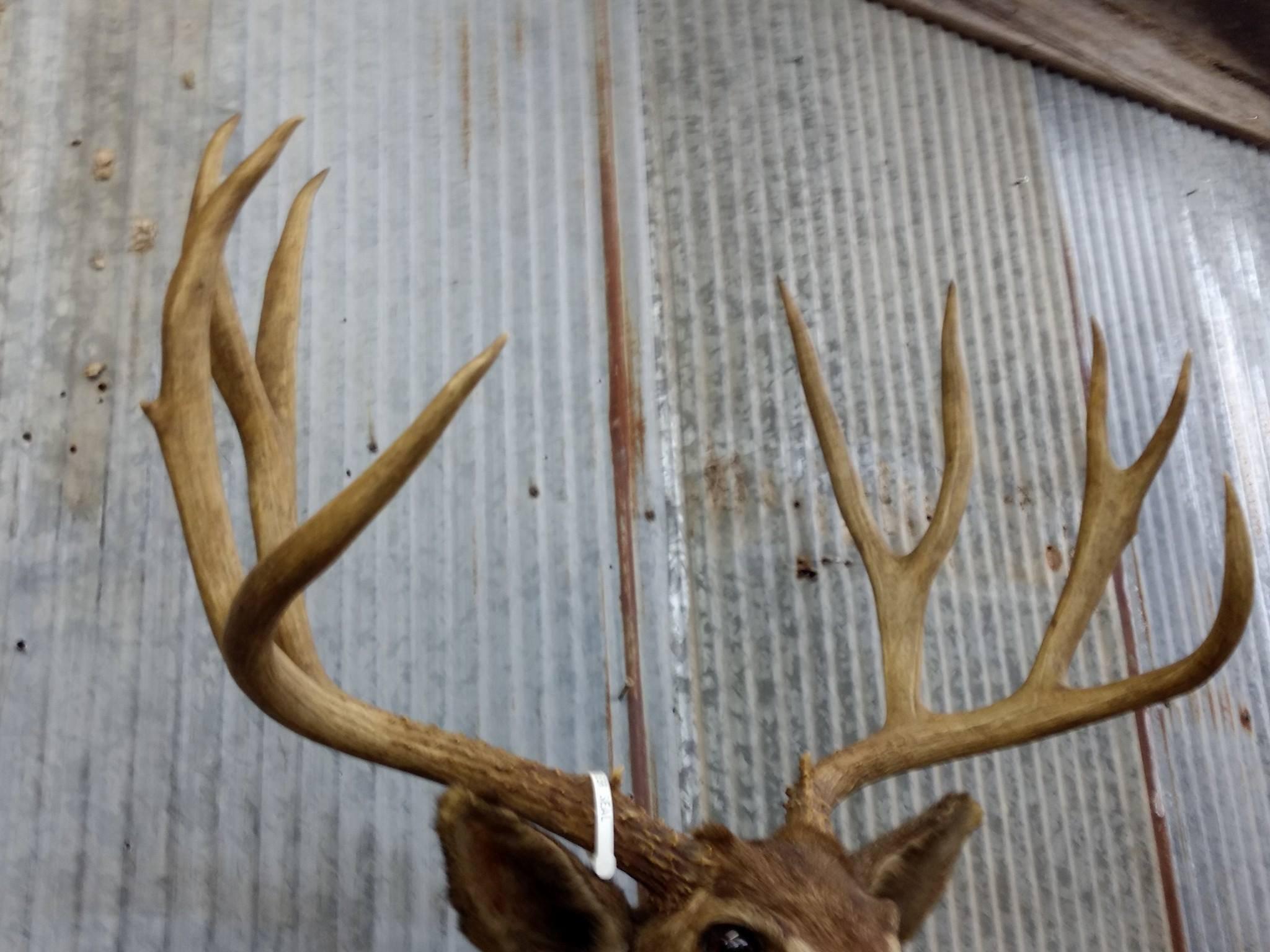 191" Shoulder Mount Mule Deer Harvested In 1959 Vintage Mount We will remove the antler for shipping