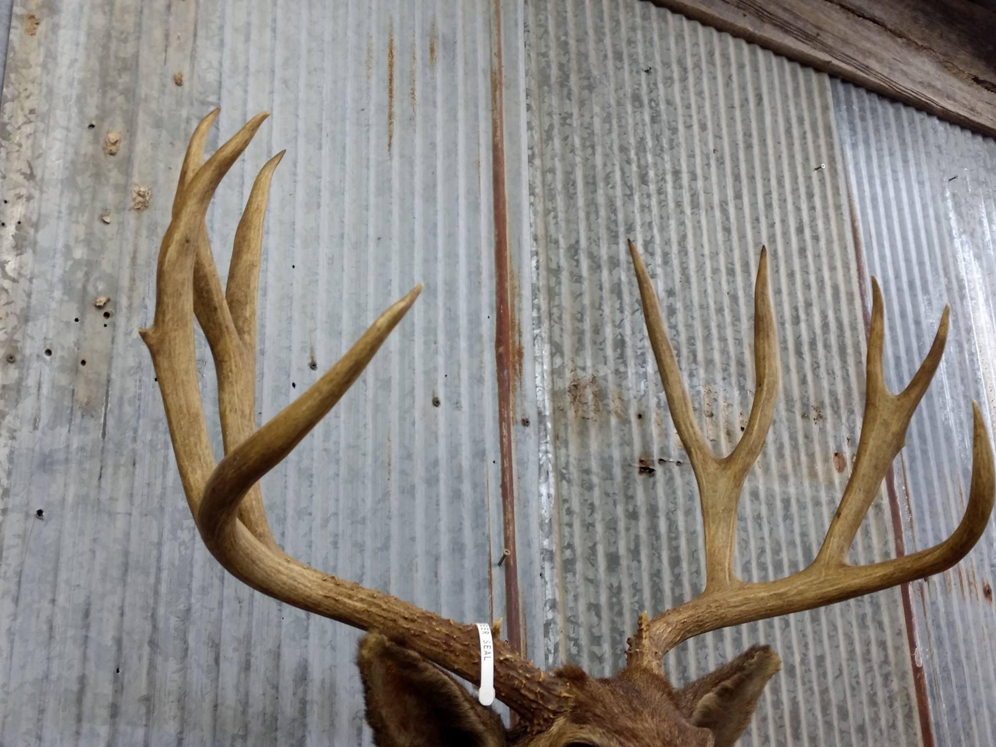 191" Shoulder Mount Mule Deer Harvested In 1959 Vintage Mount We will remove the antler for shipping