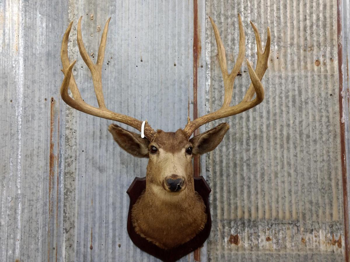 191" Shoulder Mount Mule Deer Harvested In 1959 Vintage Mount We will remove the antler for shipping