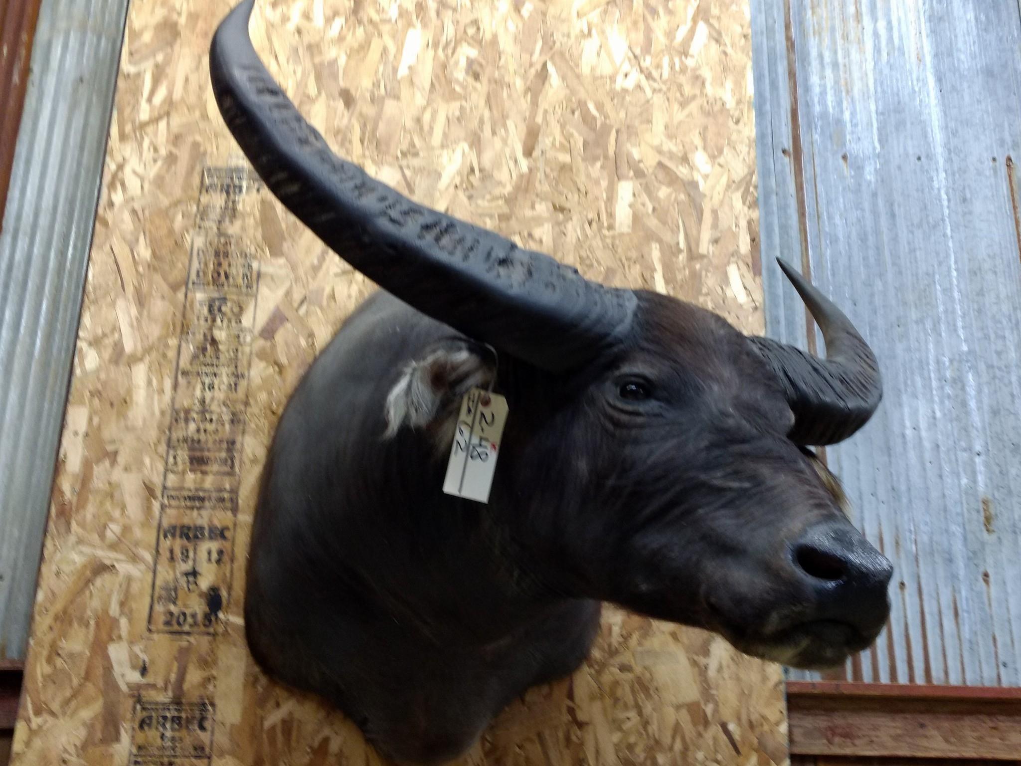 Shoulder Mount Water Buffalo 42" Horn Spread