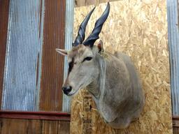 Shoulder Mount African Eland Detachable Horns For Easy Transport Nice Clean Mount