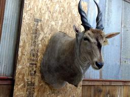 Shoulder Mount African Eland Detachable Horns For Easy Transport Nice Clean Mount