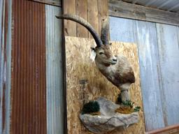 Wall Pedestal Shoulder Mount Gredos Ibex 29" Horns Comes Apart For Easy Transport