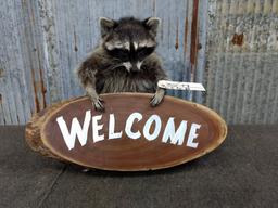 Full Body Mount Raccoon Holding Welcome Sign New Mount