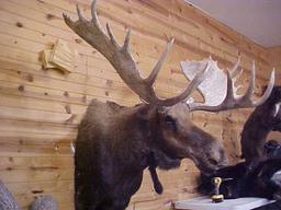 NEW MOUNT Alaskan Yukon moose with 60" spread .