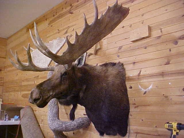 NEW MOUNT Alaskan Yukon moose with 60" spread .