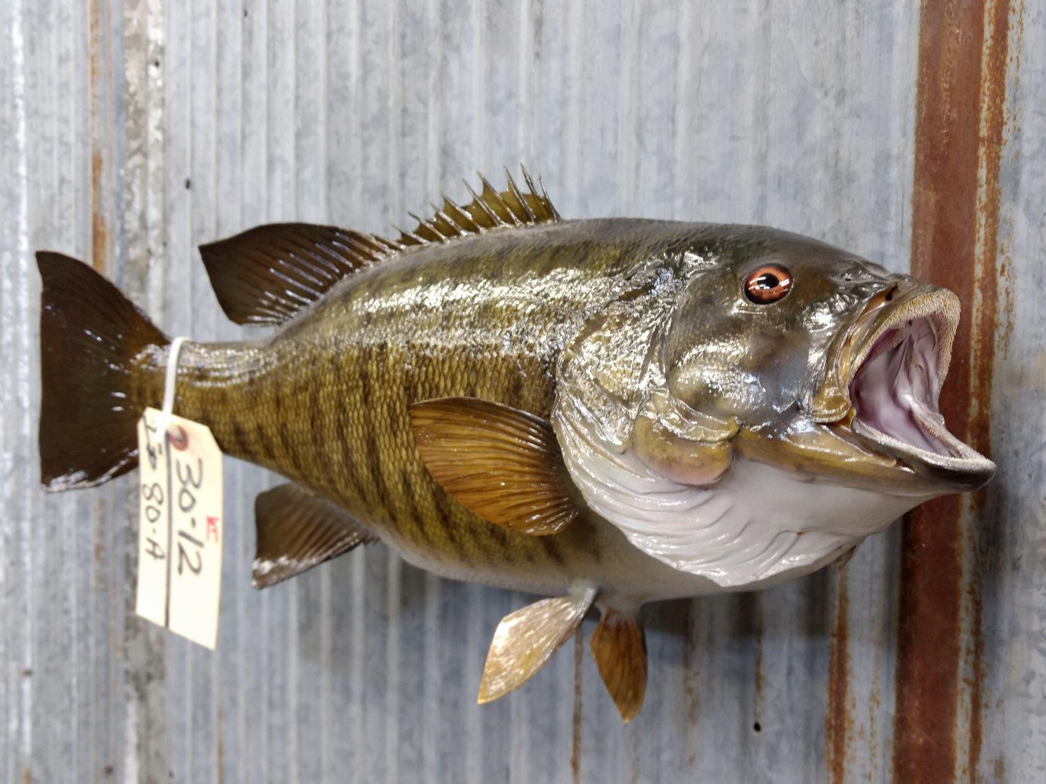 20" Smallmouth Bass Real Skin Mount NICE 