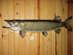 Real Skin Mount 44" Muskie Nice Paint FAT fish