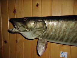 Real Skin Mount 44" Muskie Nice Paint FAT fish