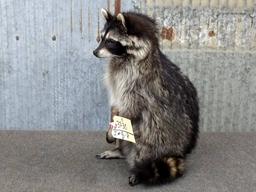 Full Body Mount Raccoon Eating Candy